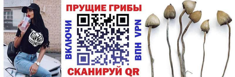 магазин продажи   Очёр  Псилоцибиновые грибы MAGIC MUSHROOMS 